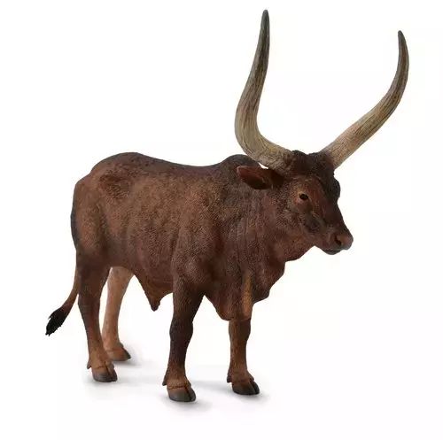 Byk Ankole-Watusi. Collecta