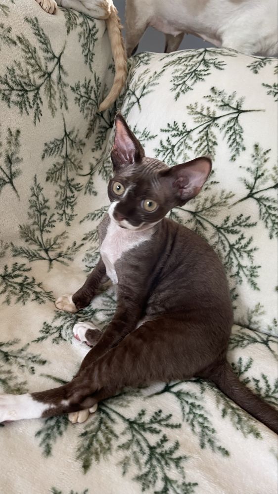 Devon rex czekoladowo bialy kocurek, FPL rodowod