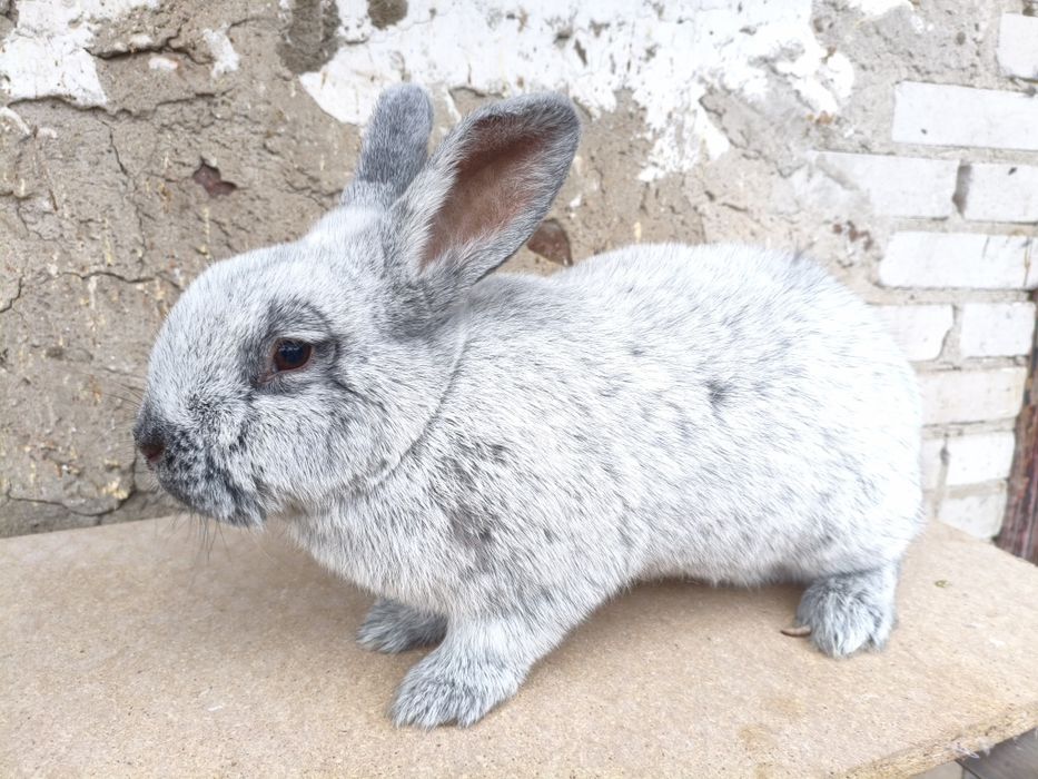 Wielki Jasnosrebrzysty Samice WJS króliki