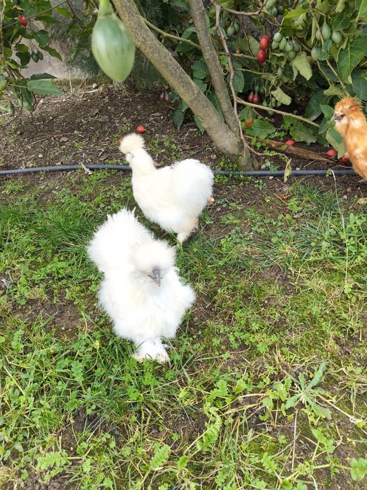 Galinha sedosas do Japão