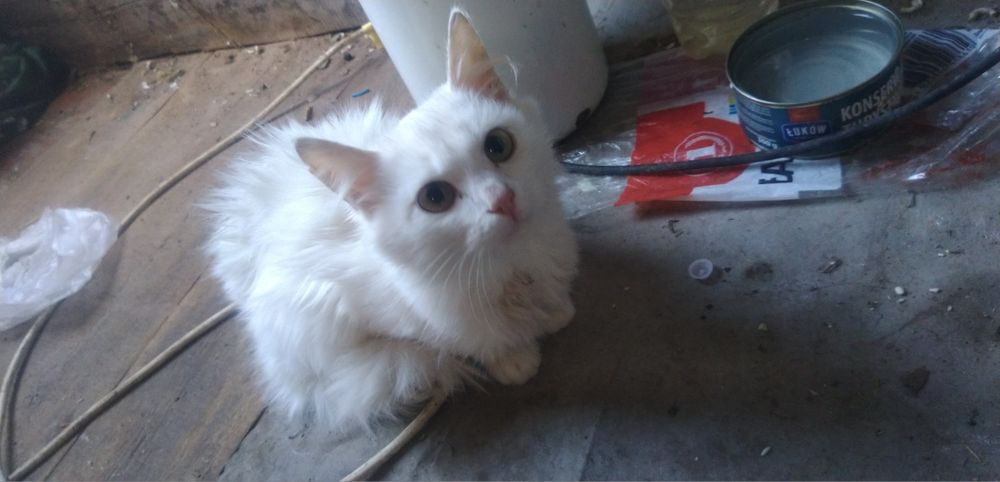 Отдам кошечку в семью