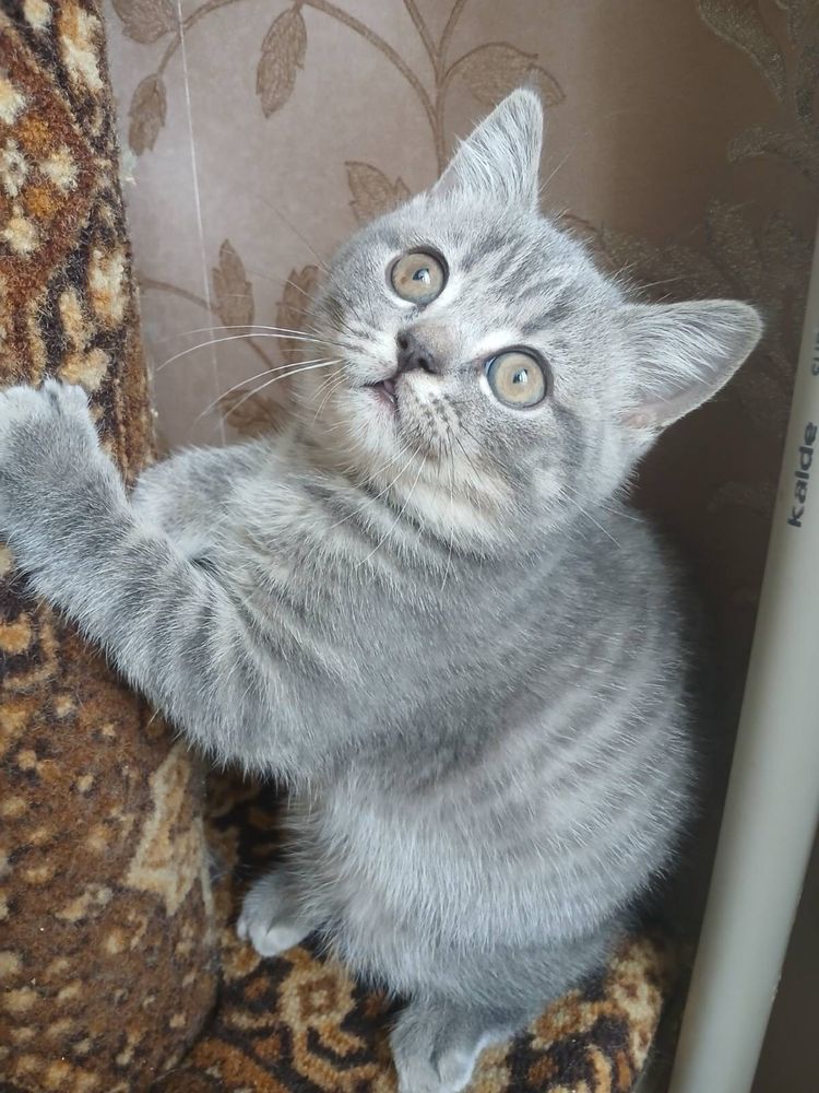 Кішечка скотіш фолд