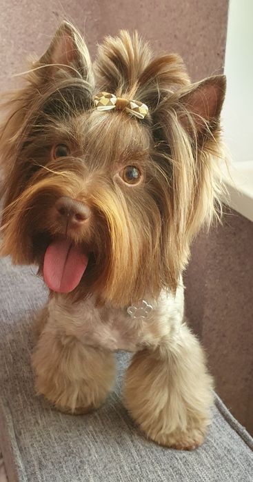 Вязка шоколадного йорка