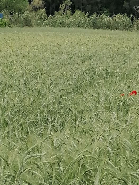 Fardos de palha de Aveia, Triticale e Erva Nascediça