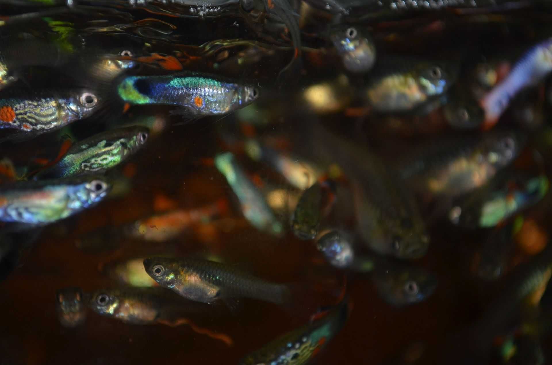 Endlers saudáveis - resistentes e coloridos