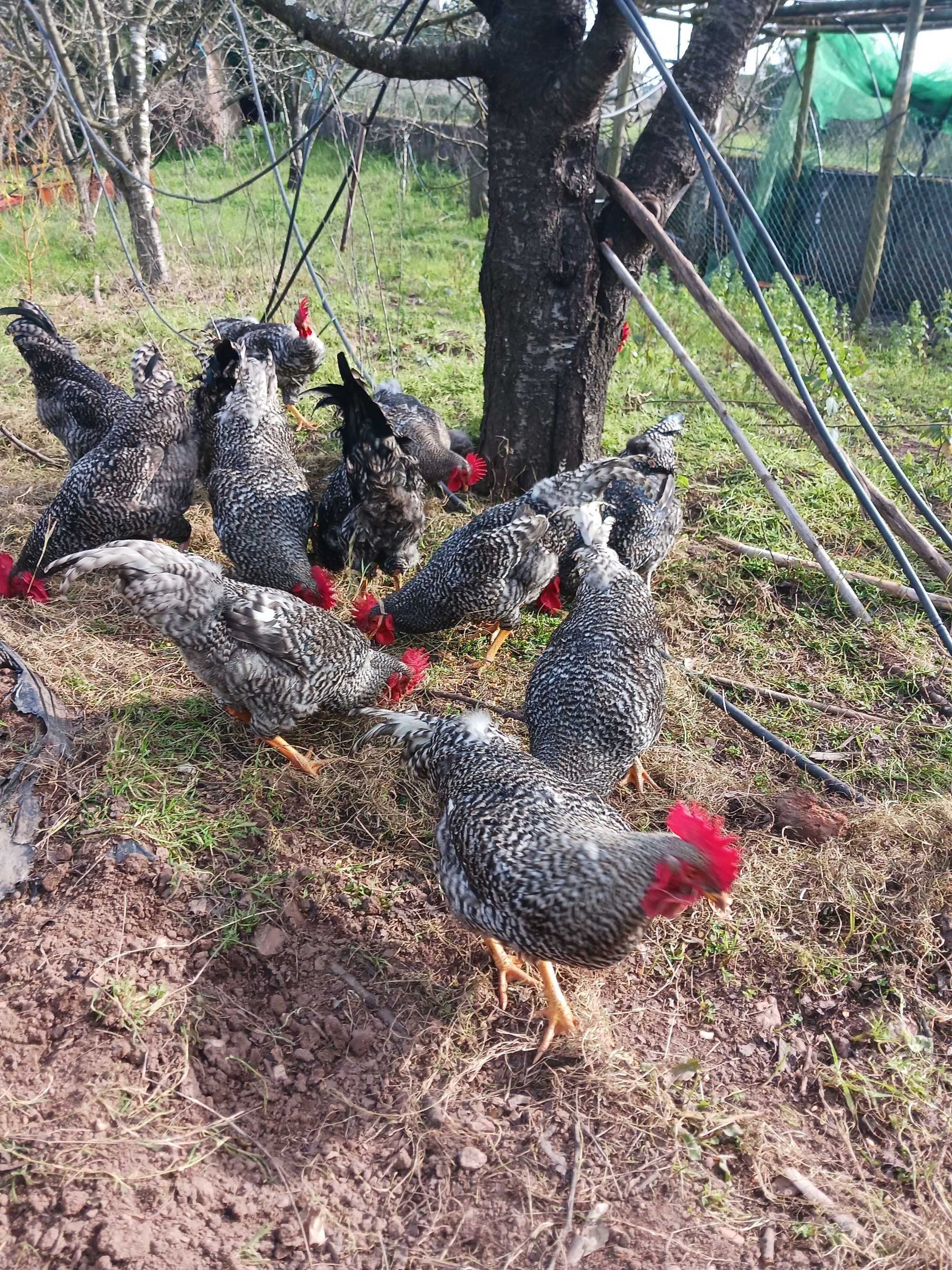 Galinhas pedres portuguesa