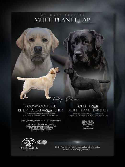 Labrador Retriever - szczeniata po pieknych rodzicach