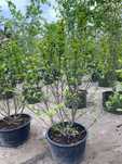 Magnolia Susan 69 l