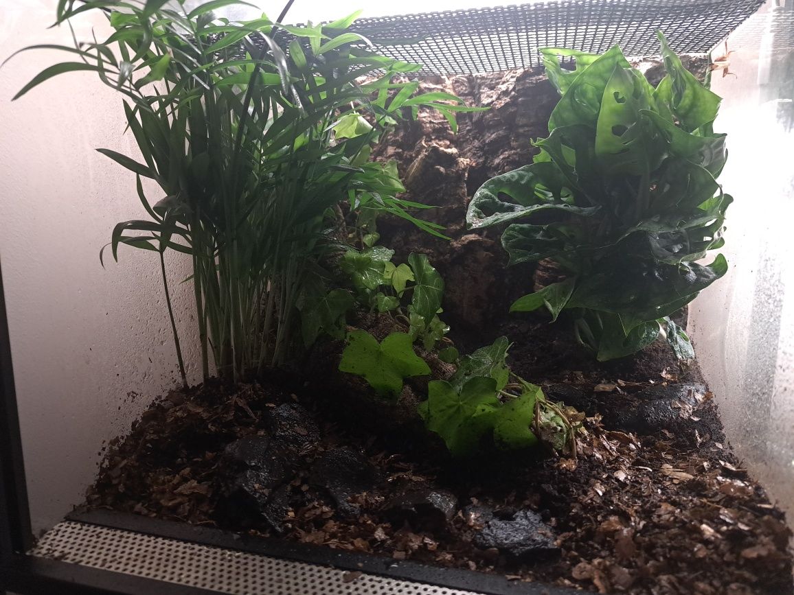 Unikalne Żywe Terrarium – leśny klimat do Twojego wnętrza!