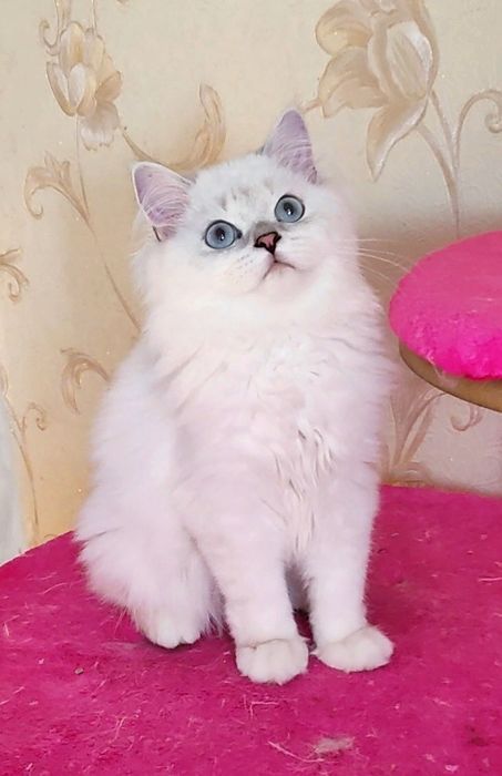 Шикарный мальчик шиншиллка поинт