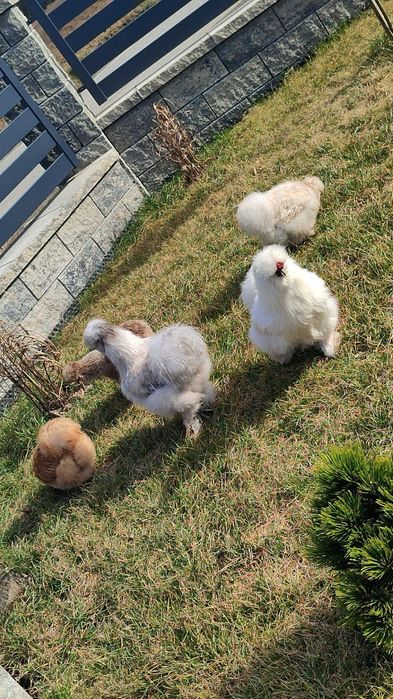 Zeszłoroczny kogut silki jedwabistej biały