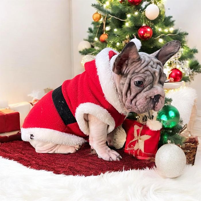 Французький бульдог хлопчик