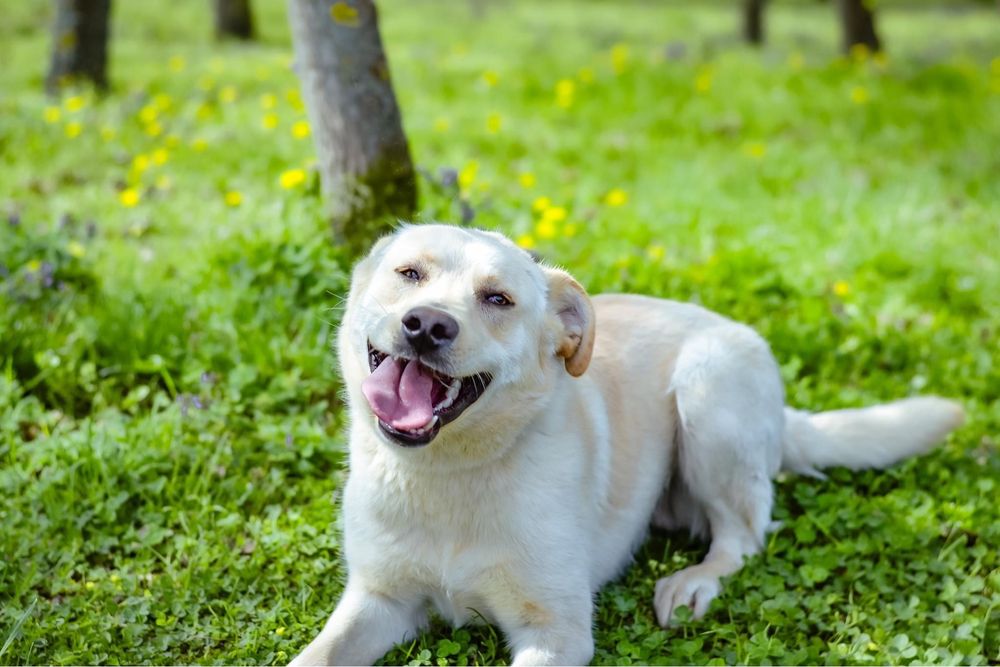 Biały- średniej wielości młody pies do adopcji