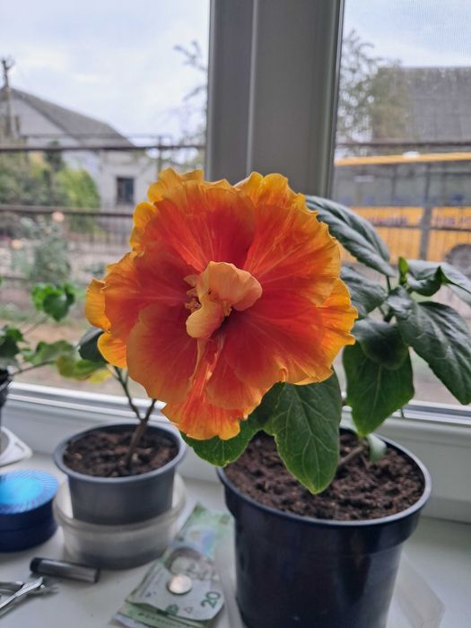 Гибискус комнатный махровый