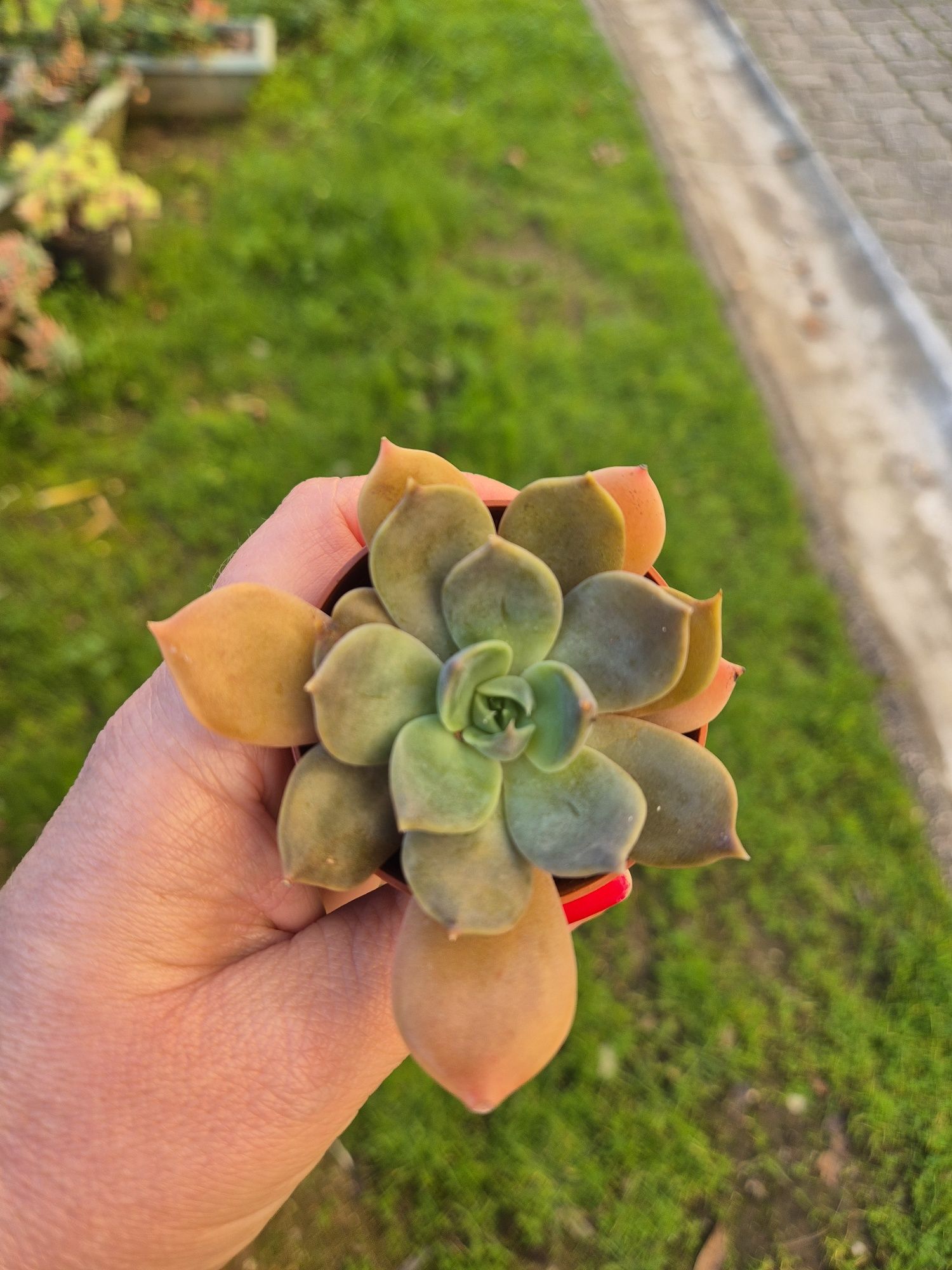 Suculentas mini vaso 5-6cm