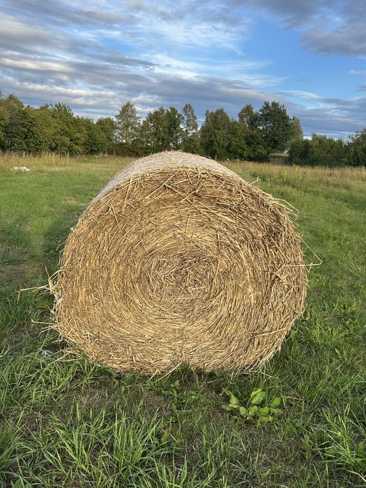 Słoma pszenna bele 120