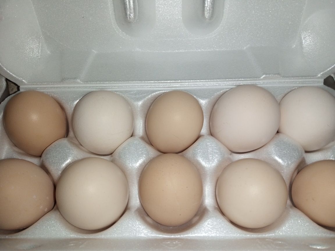 Продам інкубаціонное яйце Брами