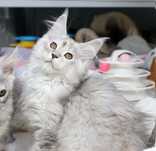 Śnieżna tygrysica Maine coon