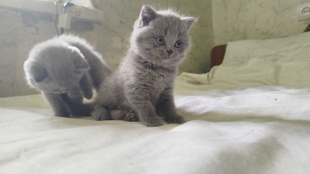 Шотландські кошенята
