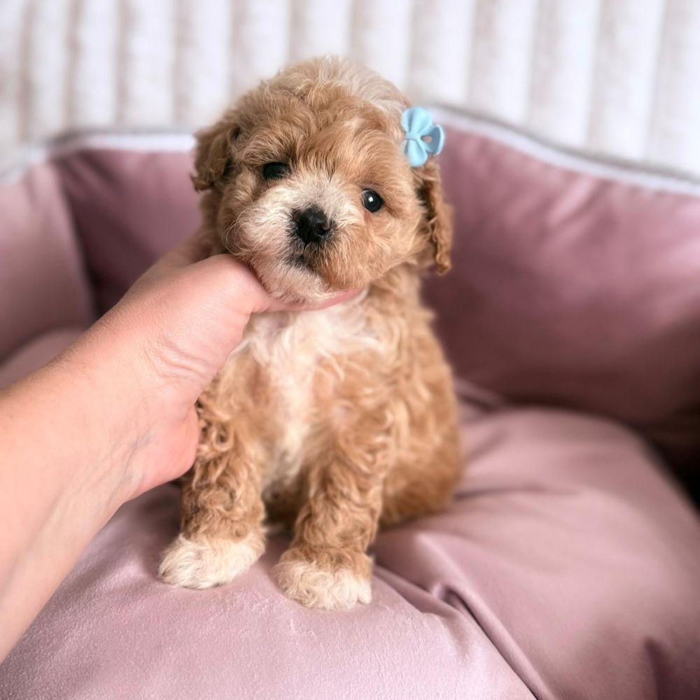 Maltipoo gotowy do odbioru
