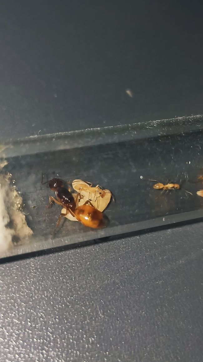 Camponotus fedtschenkoi Królowa+ 3w Mrówki do formicarium