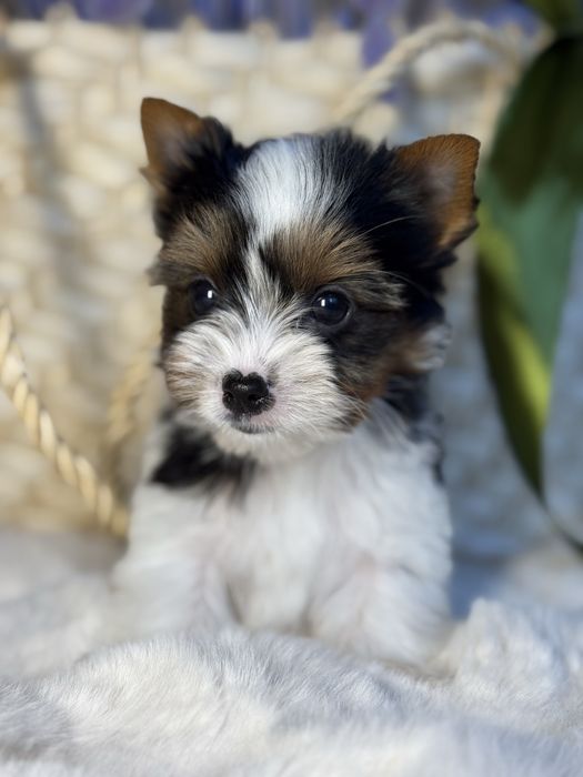 Дуже милий та красивий міні хлопчик бівер з документами КСУ