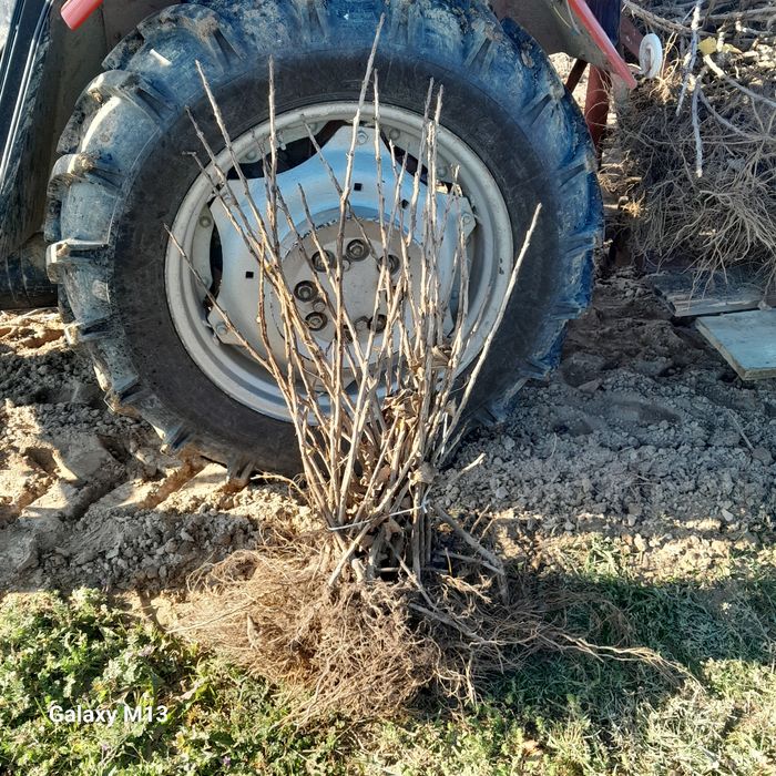 Sadzonki porzeczki czerwonej