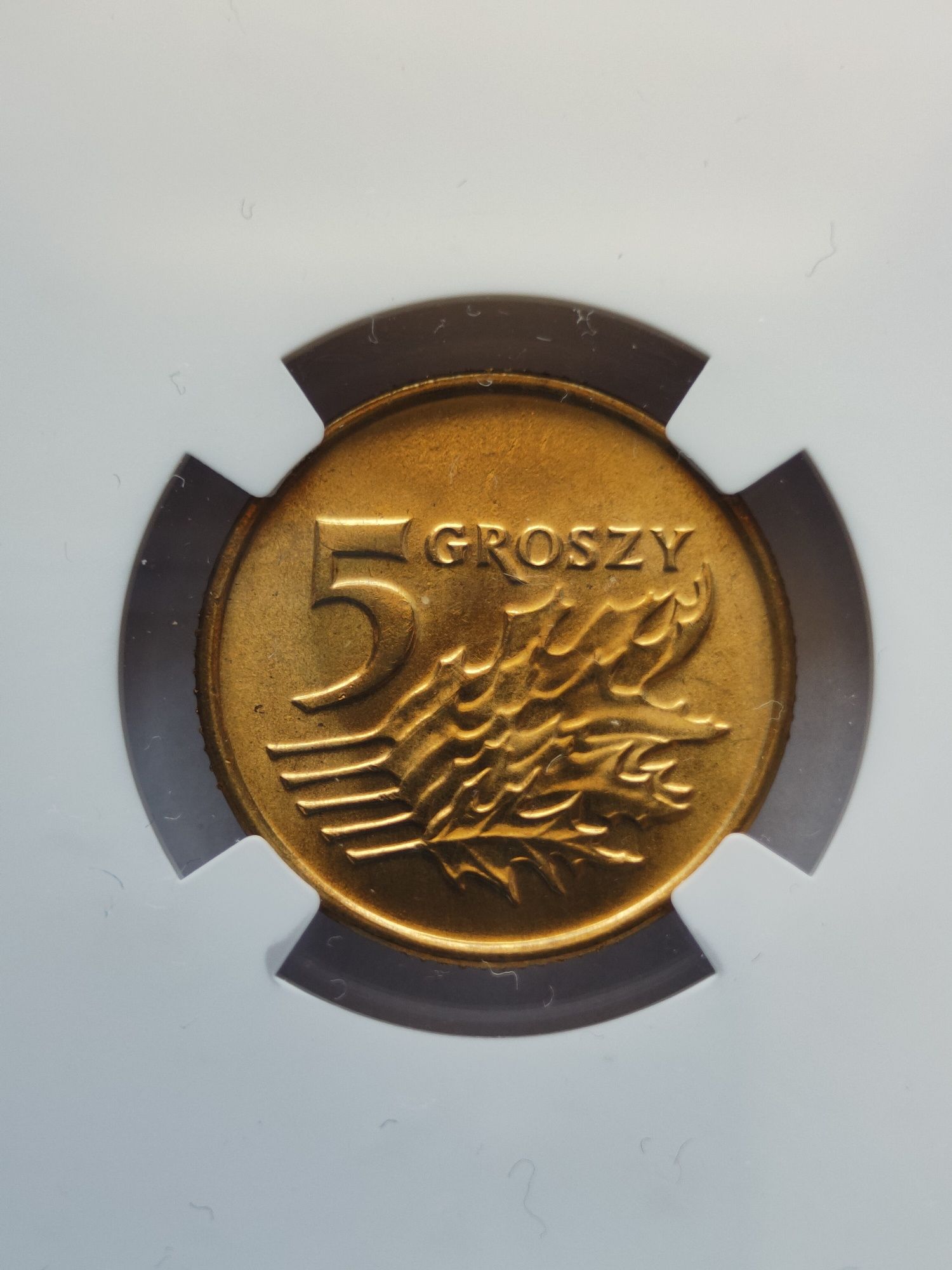 Moneta 5 groszy 1993 rok NGC MS66 rzadka