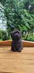 Urocza Unikatowa Suczka Maltipoo  • GOTOWA DO ODBIORU •