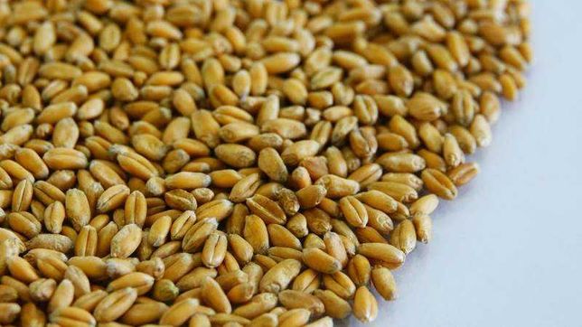 Продам пшеницю (урожай 2022 року)