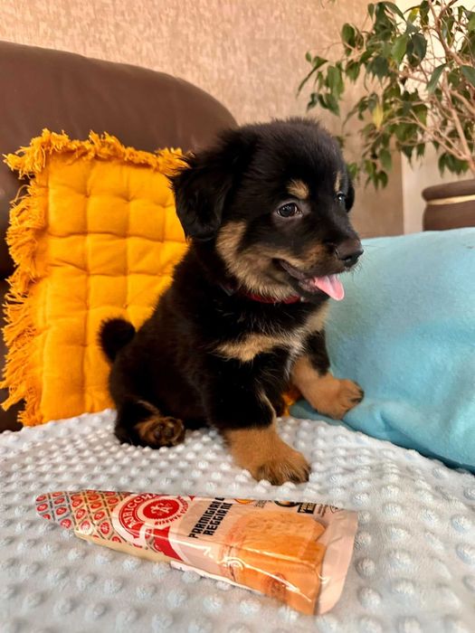 Parmezan - bezdomny maluszek do adopcji!