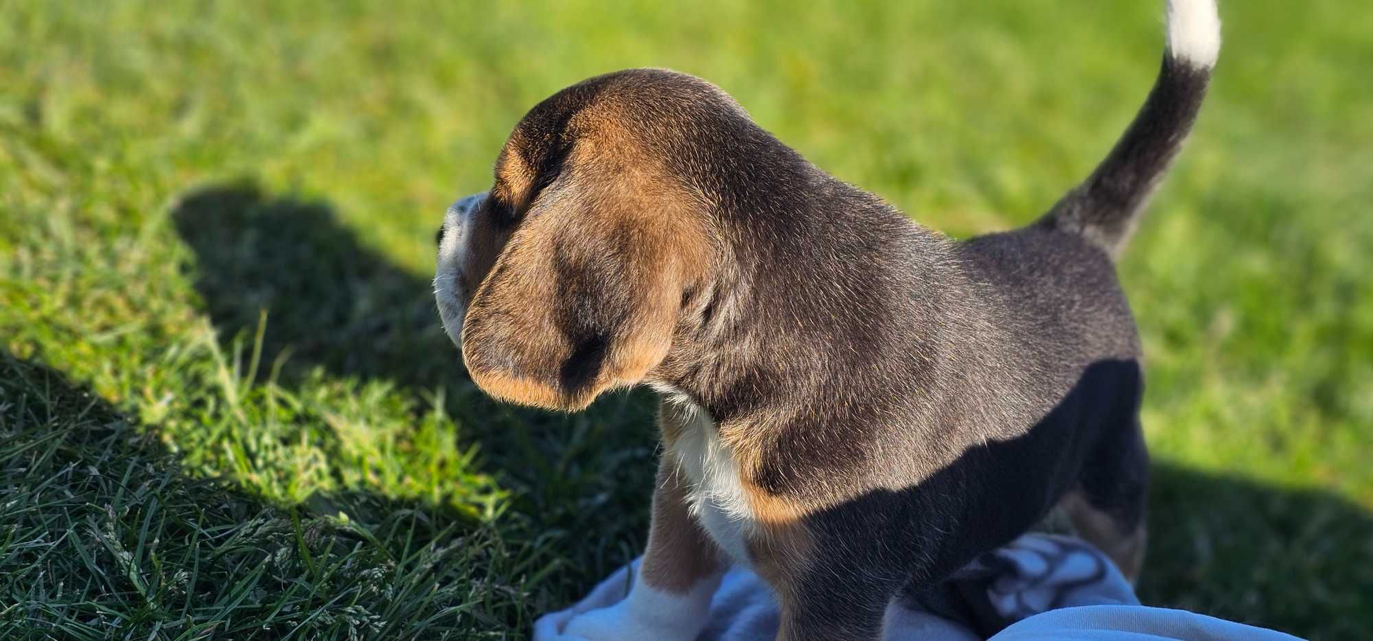 Piękny Piesek Grand Master Beagle Tricolor FCI ZKwP