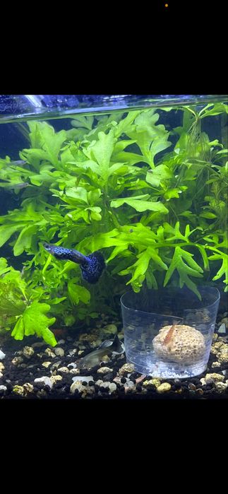 Guppys blue metal dragon