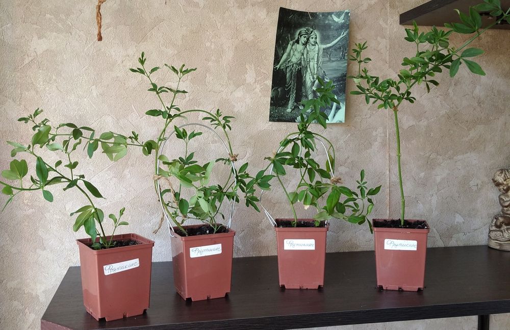 Жасмин Фрутиканс комнатный 100 грн