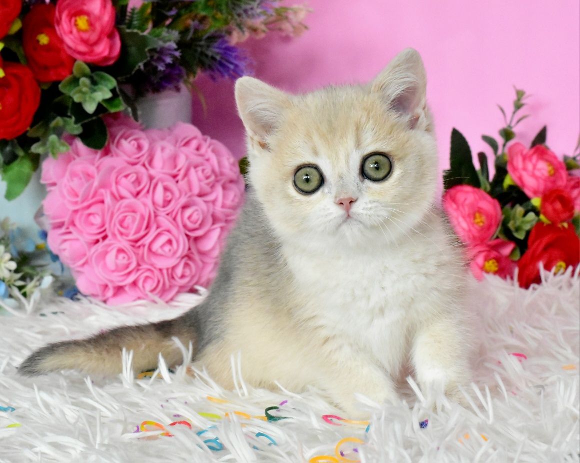 Голубая шиншилла, ау12, золотая шиншилла, кошечка, продажа