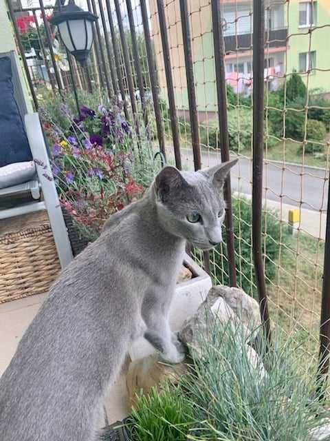 Siatka na balkon, siatka dla kota, siatka przeciw gołębiom