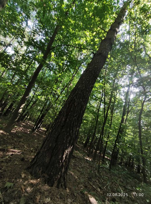 Drewno SOSNA TARTACZNA 600PLN/M3 NA PNIU - cele budowlane + stolarskie