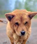WENUS mix Chow Chow  spokojna sunia do adopcji