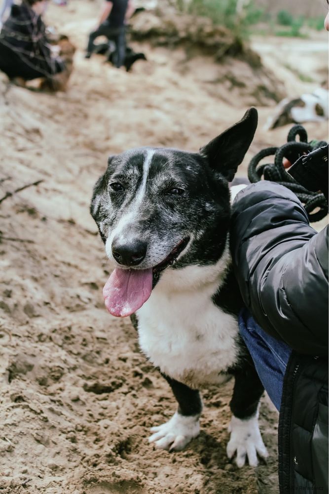 Fedor-cudowny starszy niskopodłogowy psiak do pilnej adopcji