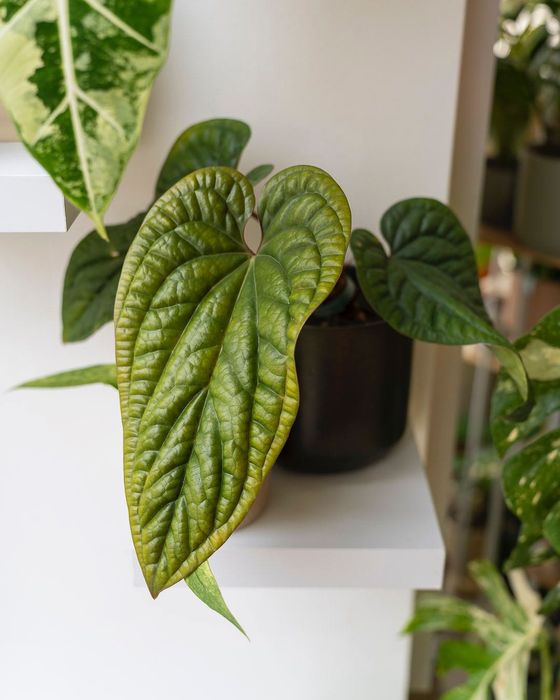 Plantas Interior (Monstera, Philodendron, ect)