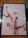 Obraz haft diamentowy papugi 30 x40 ramka