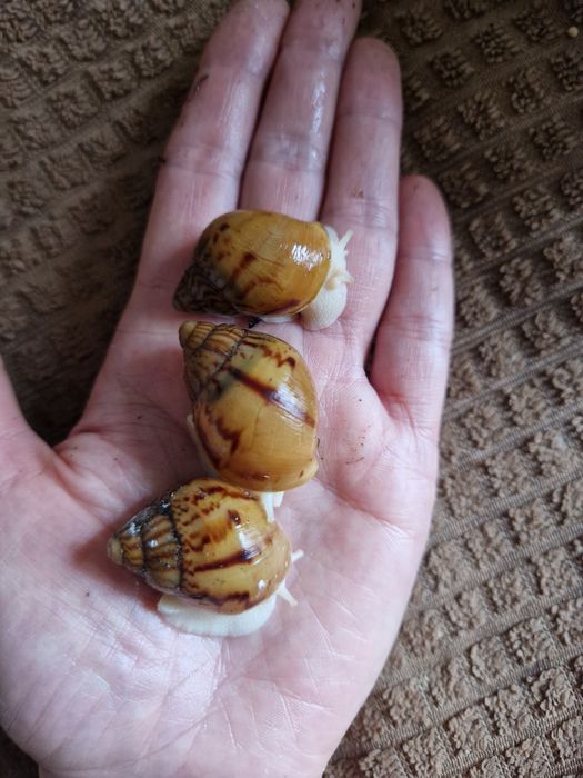 Achatina Achatina Tiger підліток