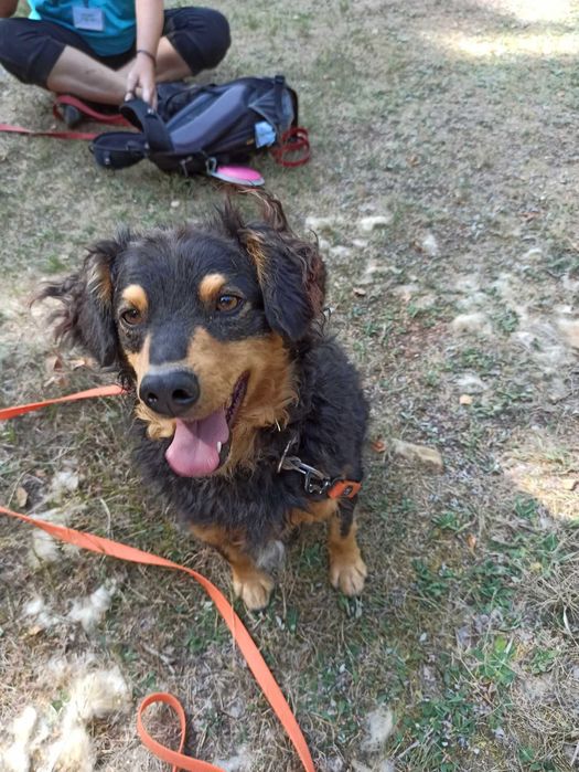 Stefanek-Pies ideał czeka na nowy dom
