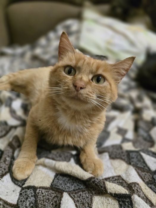 Киця в добрі ручки!