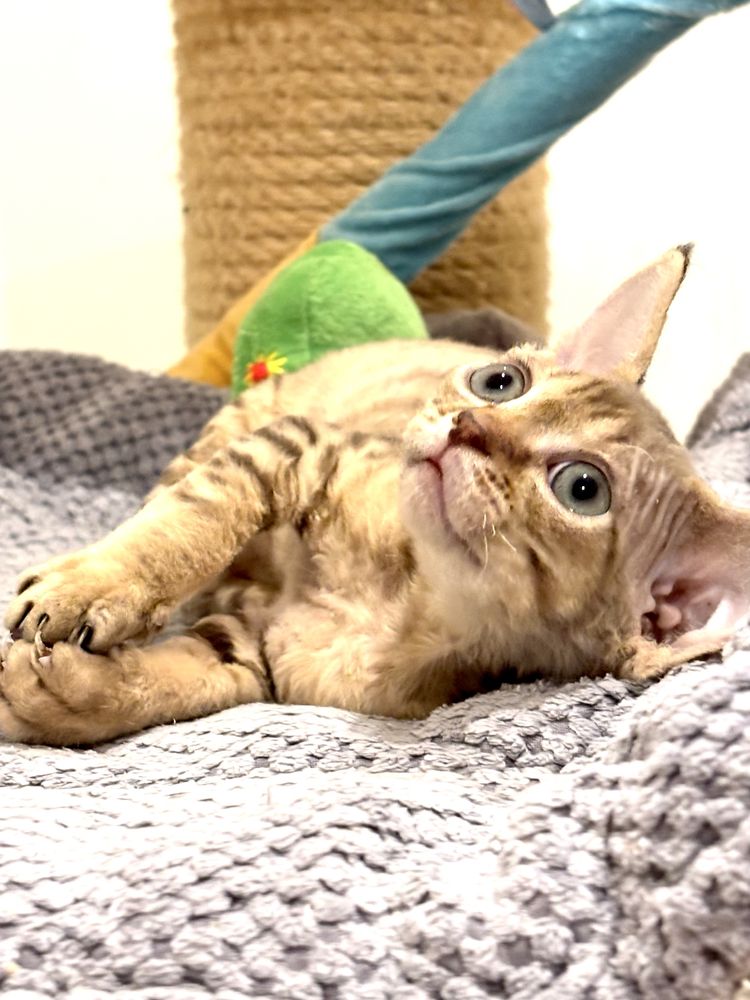 Devon rex śliczny chlopiec