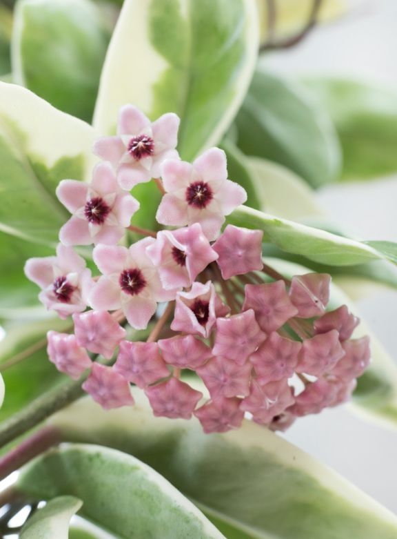 Hoya hoja kolekcjonerskie variegata varie syngonium monstera epi
