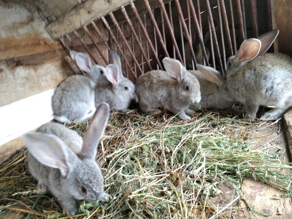 Продаю кроленят.