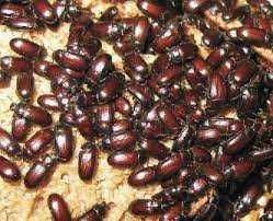 Жук знахар і личинки жука знахаря.