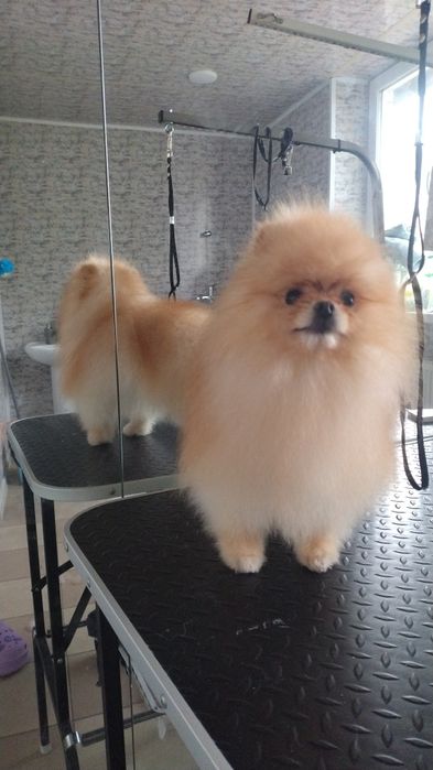 Грумінг Житомир!