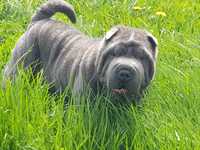 Shar pei piesek blue Derby